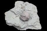 Wholesale Lot of Blastoid Fossils On Shale - Pieces #70899-3